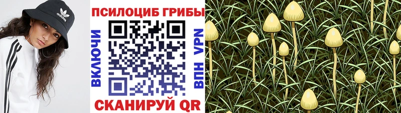 как найти   Сычёвка  Псилоцибиновые грибы Psilocybine cubensis 